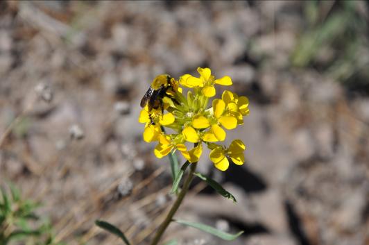 Photo of bumble bee taking nectar from a Goldsfield flower.
