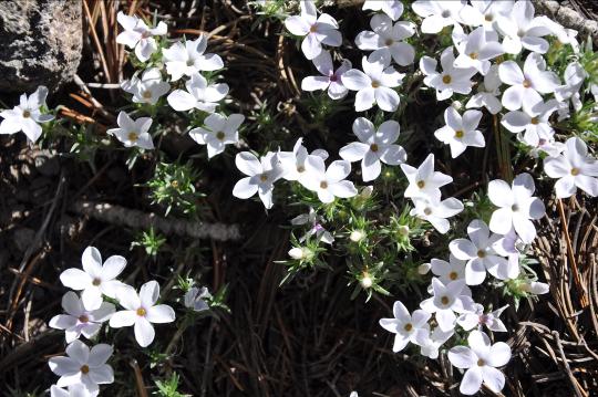 Photo of Threadstem Flax flowers near Tahoe Rim Trail.