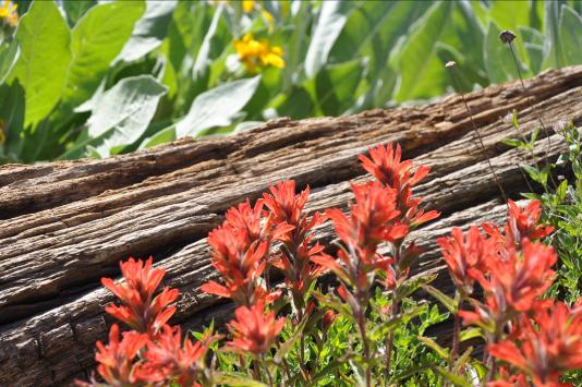 Photo of Great Red Paintbruch flowers next to a log on the Tahoe Rim Trail.